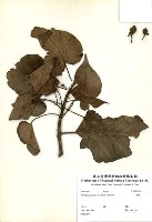 繖楊藏品圖，第3張